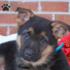 Pluto, German Shepherd Puppy