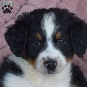Pluto, Mini Bernedoodle Puppy
