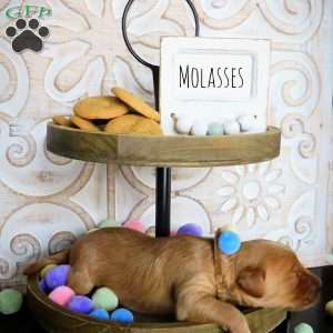 Molasses, Double Doodle Puppy