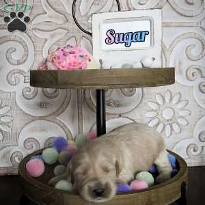 Sugar, Double Doodle Puppy