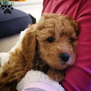 Gingersnap, Double Doodle Puppy