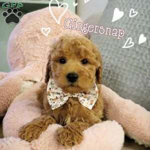 Gingersnap, Double Doodle Puppy