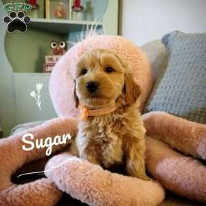 Sugar, Double Doodle Puppy