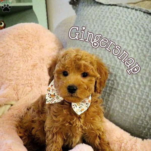 Gingersnap, Double Doodle Puppy