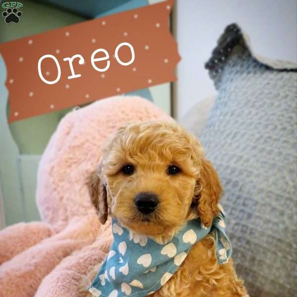 Oreo, Double Doodle Puppy