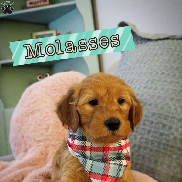 Molasses, Double Doodle Puppy