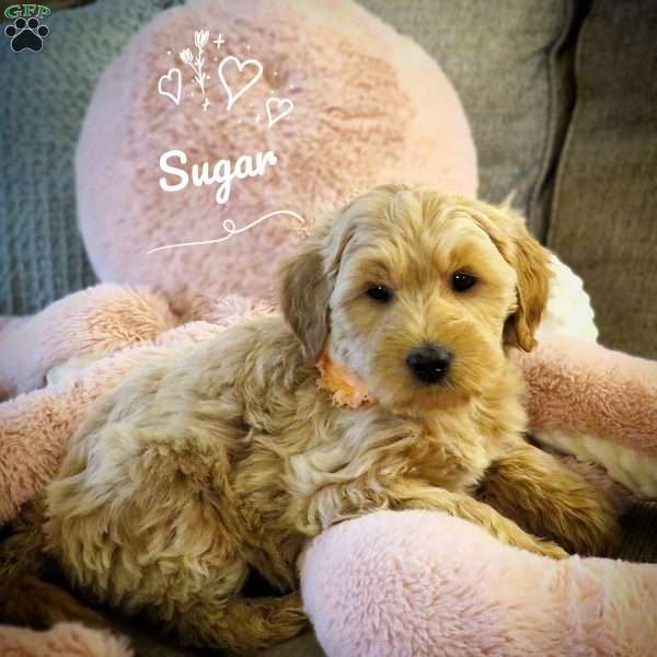 Sugar, Double Doodle Puppy