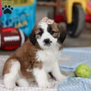 Polly, Saint Berdoodle Puppy