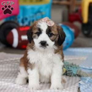 Polly, Saint Berdoodle Puppy