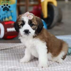 Polly, Saint Berdoodle Puppy