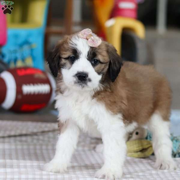 Polly, Saint Berdoodle Puppy