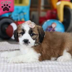 Polly, Saint Berdoodle Puppy