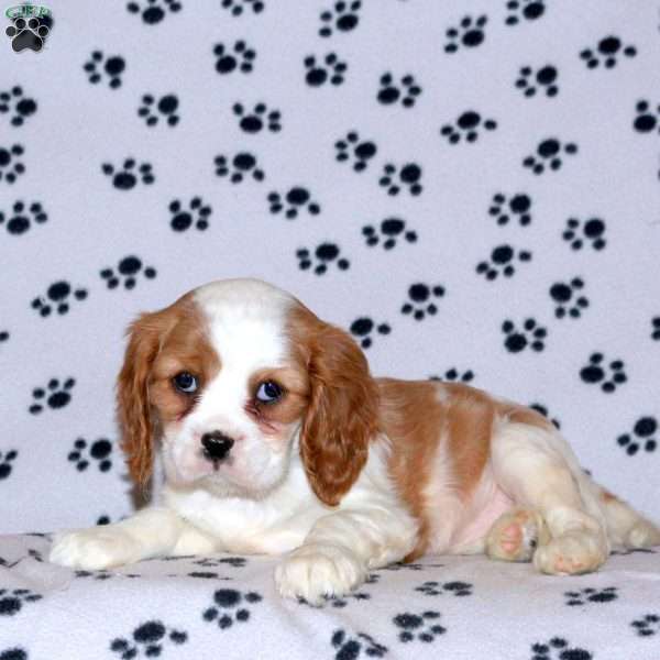 Polly, Cavalier King Charles Spaniel Puppy