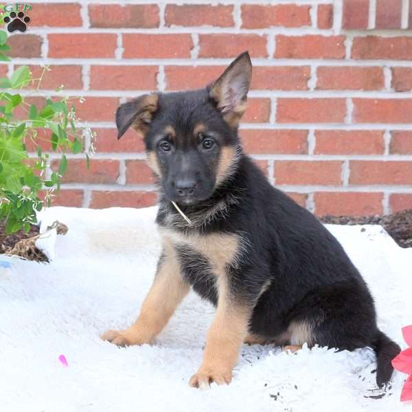 Polly, German Shepherd Puppy