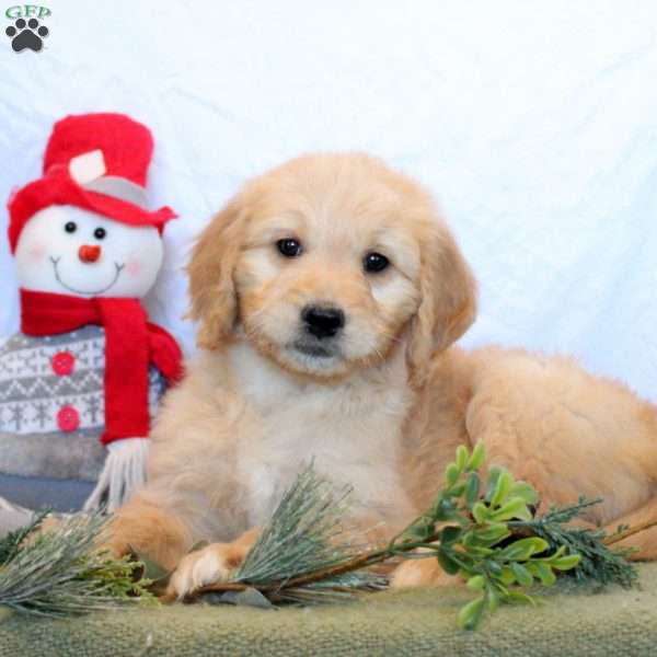 Polly, Goldendoodle Puppy