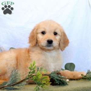 Polly, Goldendoodle Puppy