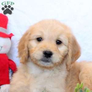 Polly, Goldendoodle Puppy