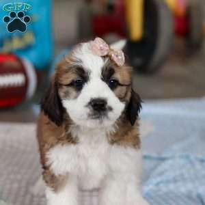 Polly, Saint Berdoodle Puppy