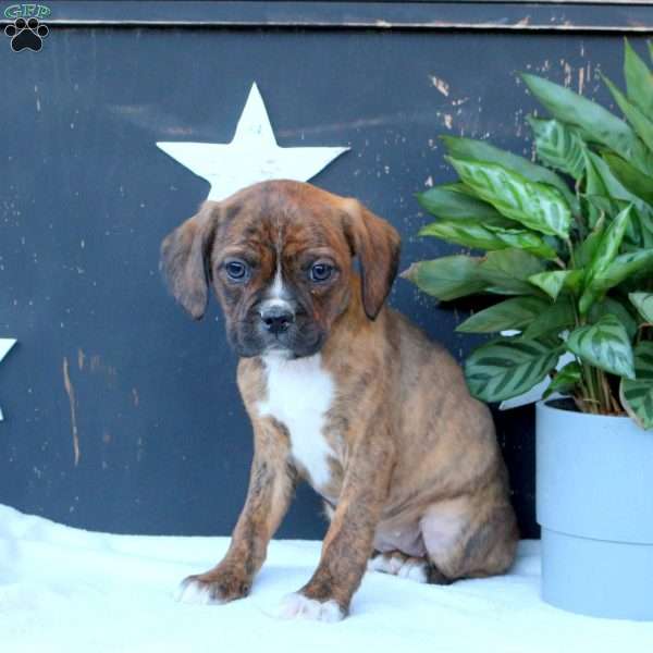 Poppy, Boston Terrier Mix Puppy