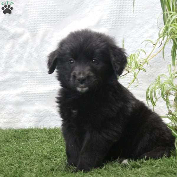 Poppy, Bernese Golden Mountain Dog Puppy