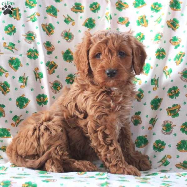 Poppy, Cavapoo Puppy