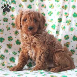 Poppy, Cavapoo Puppy