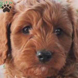 Poppy, Cavapoo Puppy