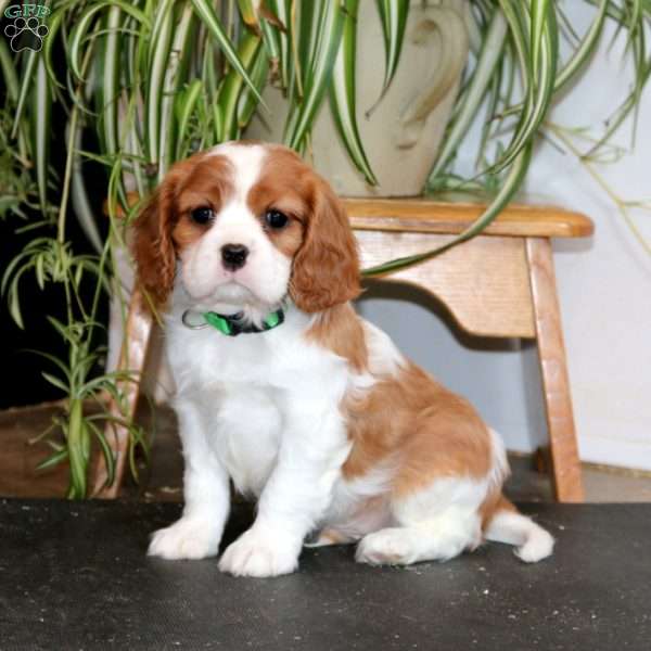 Poppy, Cavalier King Charles Spaniel Puppy