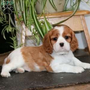 Poppy, Cavalier King Charles Spaniel Puppy