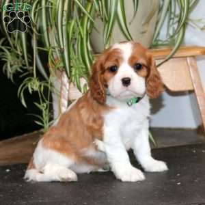 Poppy, Cavalier King Charles Spaniel Puppy