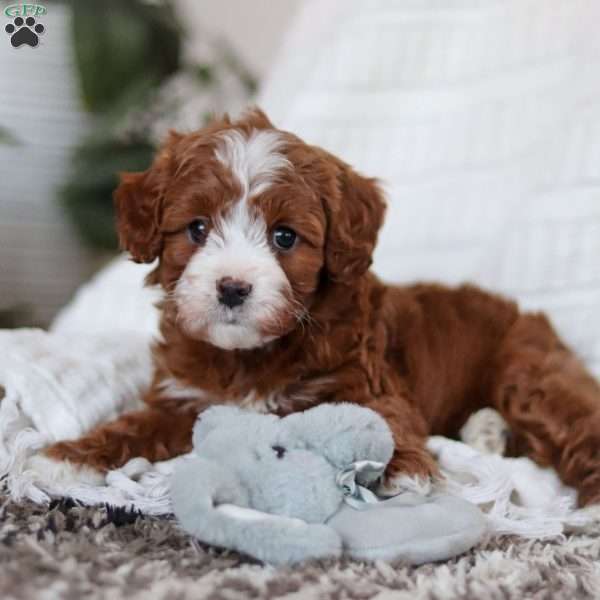 Precious, Cavapoo Puppy