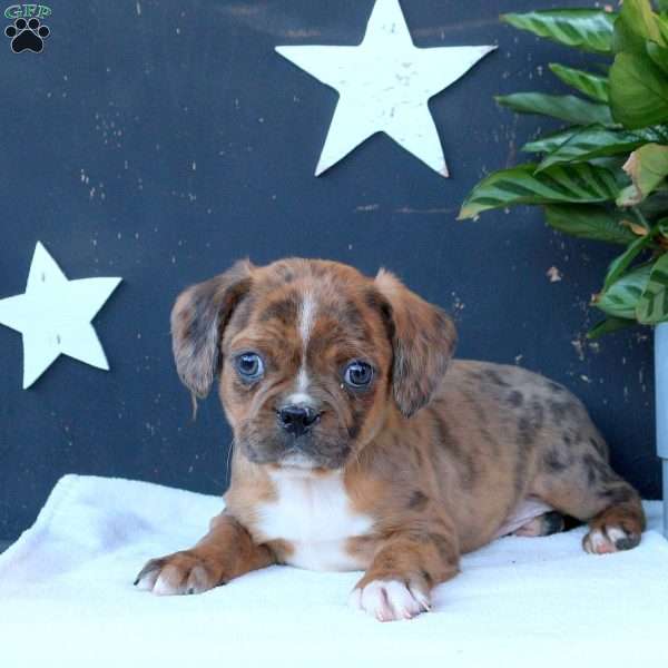 Presley, Boston Terrier Mix Puppy