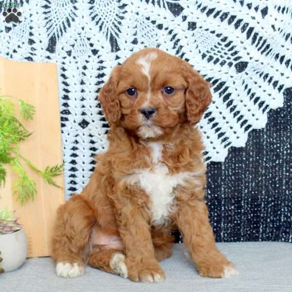 Preston, Cavapoo Puppy