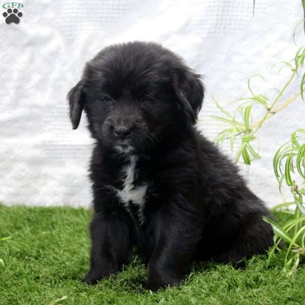 Preston, Bernese Golden Mountain Dog Puppy