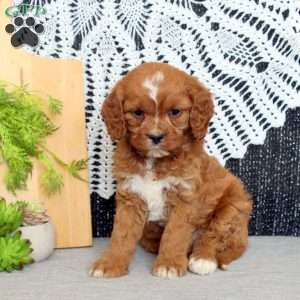 Preston, Cavapoo Puppy