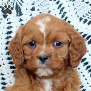 Preston, Cavapoo Puppy