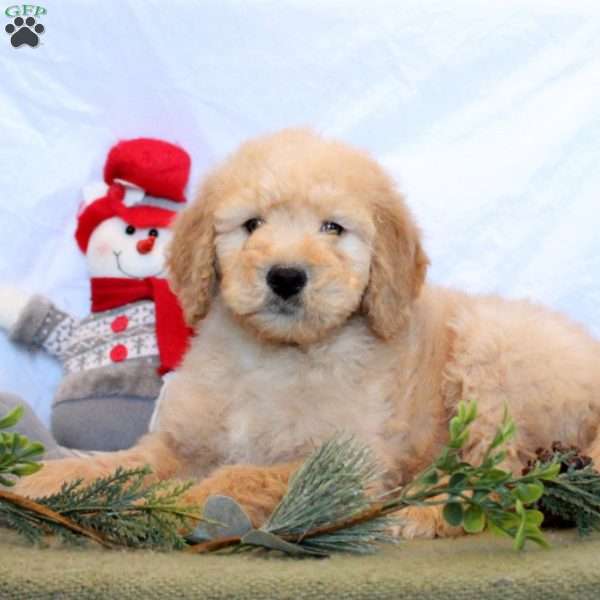 Preston, Goldendoodle Puppy