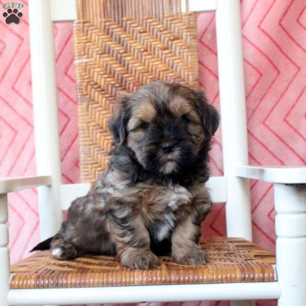 Preston, Shorkie Puppy