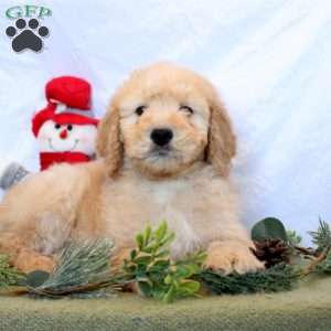 Preston, Goldendoodle Puppy