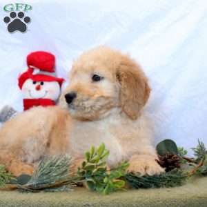 Preston, Goldendoodle Puppy