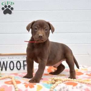 Pretzel, Labrador Mix Puppy