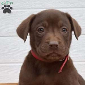 Pretzel, Labrador Mix Puppy