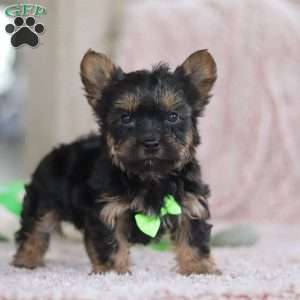 Prince, Yorkie-Chon Puppy