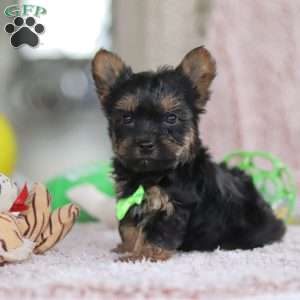 Prince, Yorkie-Chon Puppy