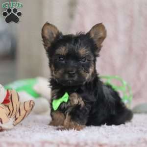 Prince, Yorkie-Chon Puppy