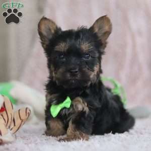 Prince, Yorkie-Chon Puppy