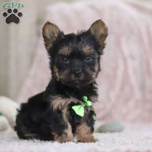 Prince, Yorkie-Chon Puppy