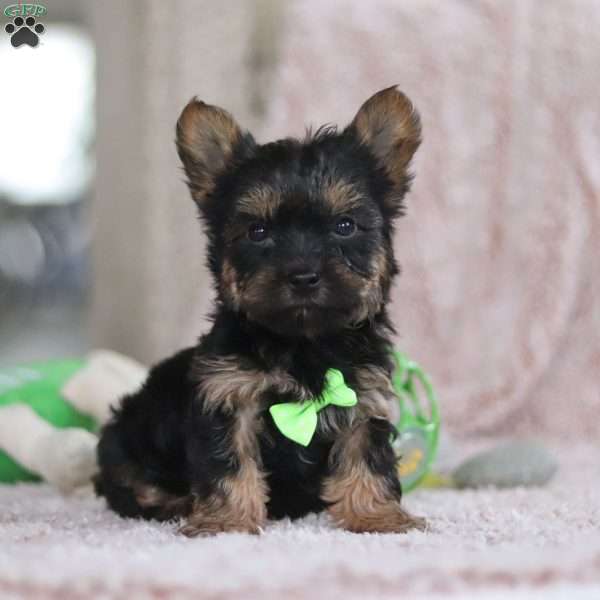 Prince, Yorkie-Chon Puppy