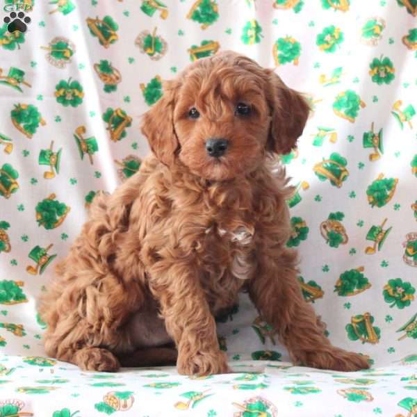 Prince, Cavapoo Puppy