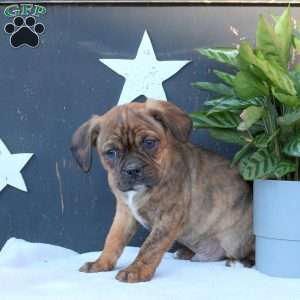 Prince, Boston Terrier Mix Puppy